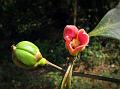 Cambodge Tree